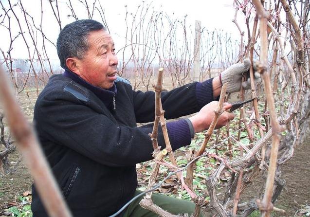 核桃种植不容易,农户大哥来教你,如何高产挣大钱