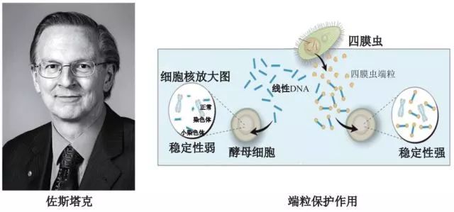 造酒,酿醋,拿诺奖:“下得了厨房上得了厅堂”的神奇酵母
