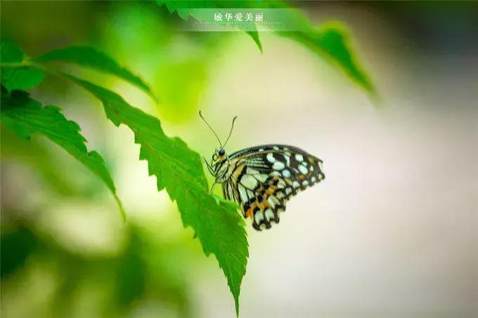 柬埔寨金边美食推荐,东南亚柬埔寨特色美食