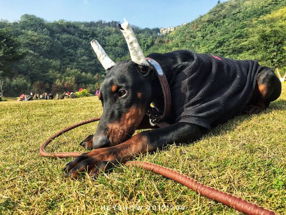 公园里的红狗HEYSHOW俘虏了0-80岁的芳心