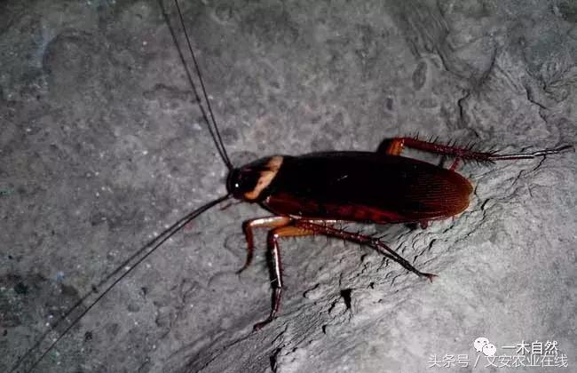 水生昆虫幼虫图谱,各种有害昆虫图谱