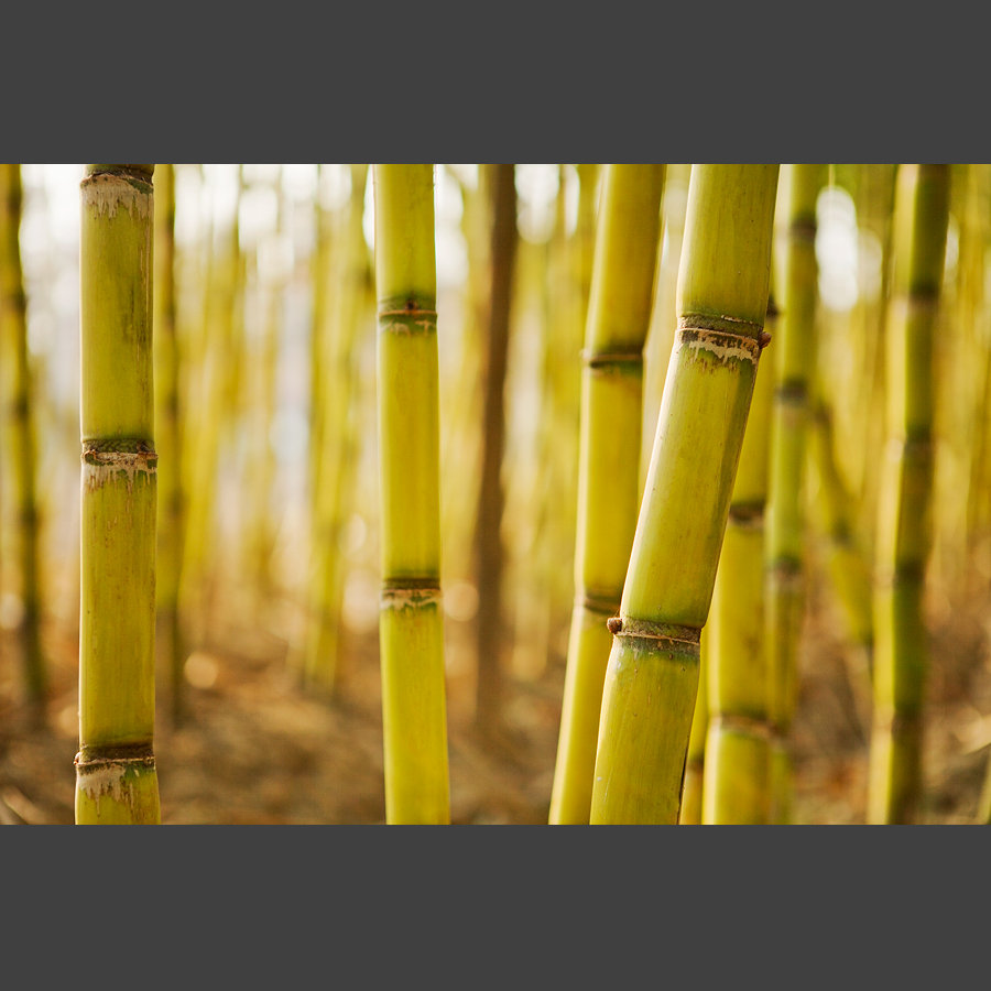 黑糖红糖黄糖冰糖白糖的区别,红糖白糖黑糖冰糖的区别