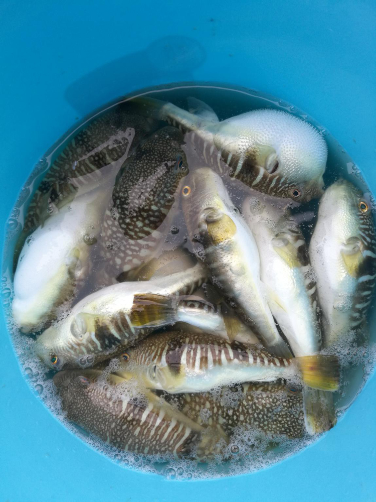 包豪华游艇出海海钓,租一艘豪华游艇出海海钓