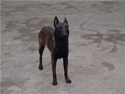 马犬怎么训练才能听话不咬人,马犬不听指令怎么训练