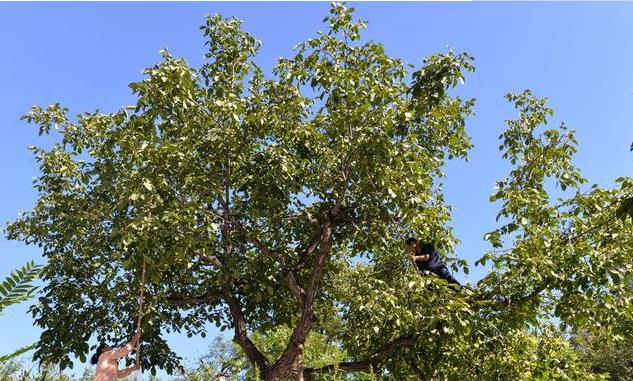 核桃种植不容易,农户大哥来教你,如何高产挣大钱