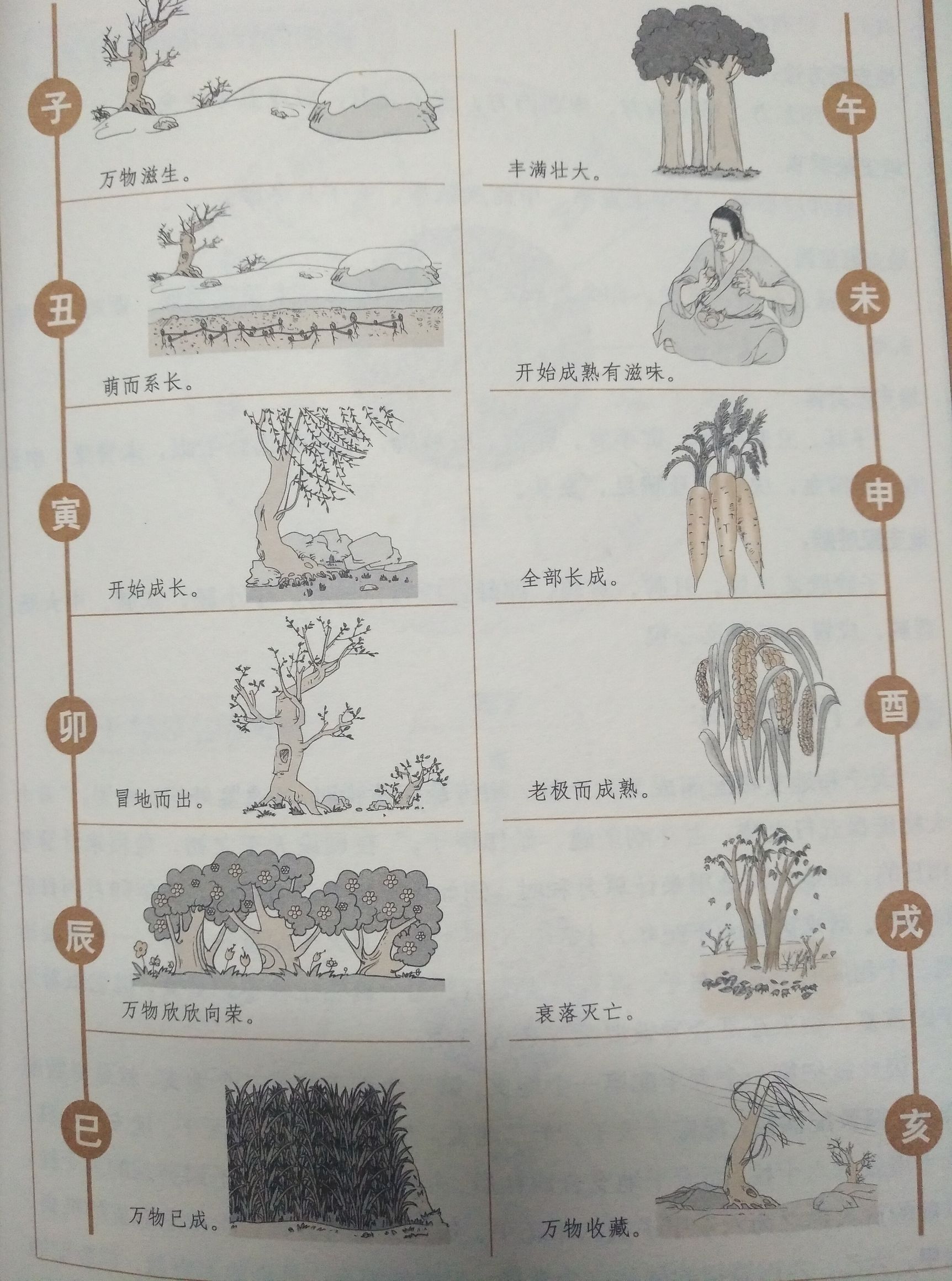 认识天干地支及八字,天干地支五行