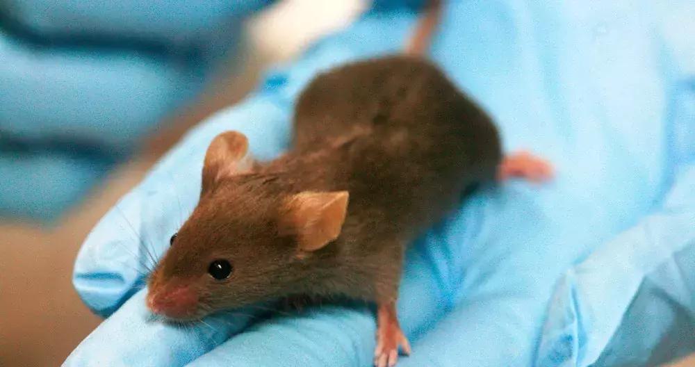 穿好奶奶织的毛裤,你依旧无法避免与风湿膏药共度晚年