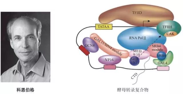 造酒,酿醋,拿诺奖:“下得了厨房上得了厅堂”的神奇酵母