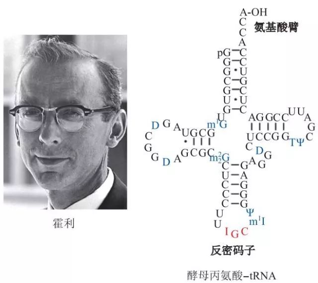 造酒,酿醋,拿诺奖:“下得了厨房上得了厅堂”的神奇酵母