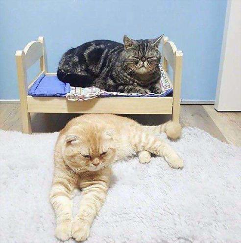 胖橘猫和铲屎官,铲屎官说橘猫很肥