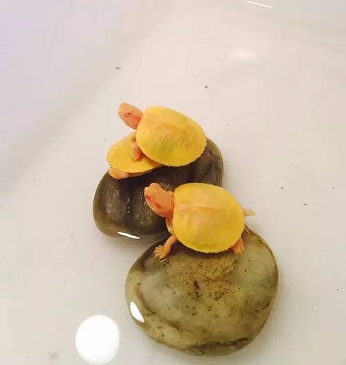 巴西龟养龟全套指南,新手养巴西龟的10个忠告