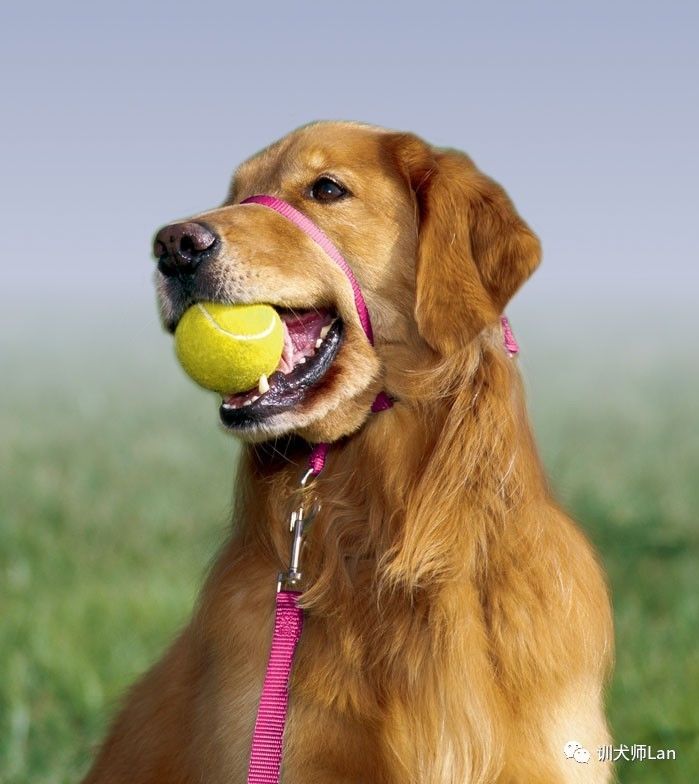 什么方法阻止狗狗乱叫,怎样停止狗狗对人叫