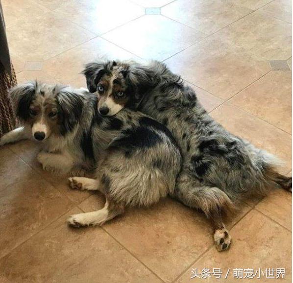 全盲卖不出去!牧羊犬对世界害怕,有了狗妹妹后找回最美笑容