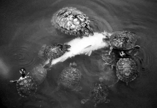 一些人其实是放生实则是杀生,放生又杀生有什么罪过