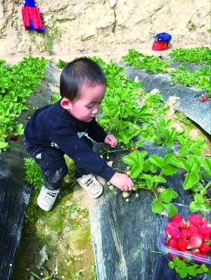 红草莓的卖点,红草莓尖软是什么原因