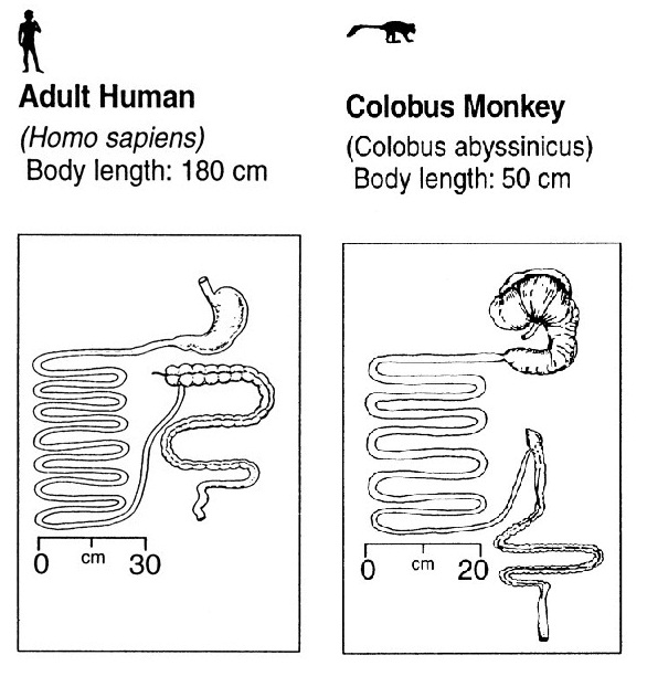 为什么有人天生爱吃肉,人为什么天生爱吃肉