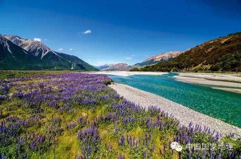 鲁冰花的故事,鲁冰花背后的故事