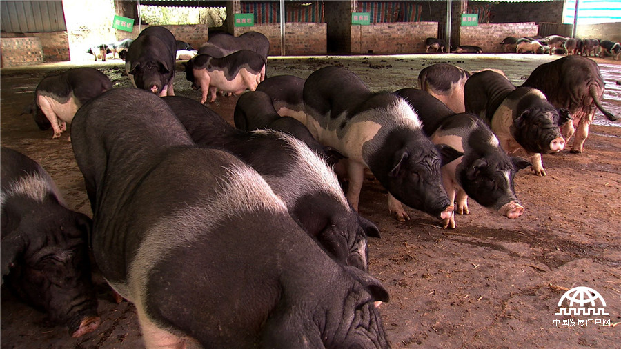 致富经:爱冲动小伙的财富逆袭