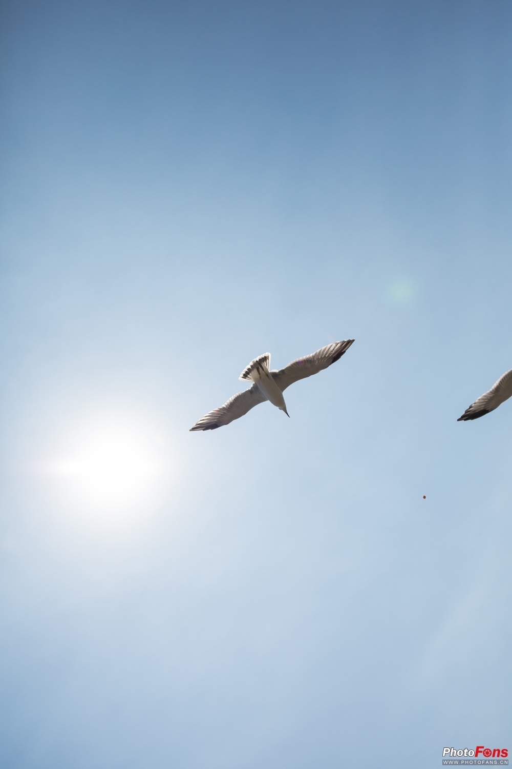 带上马儿去旅游,带着马去旅游的车