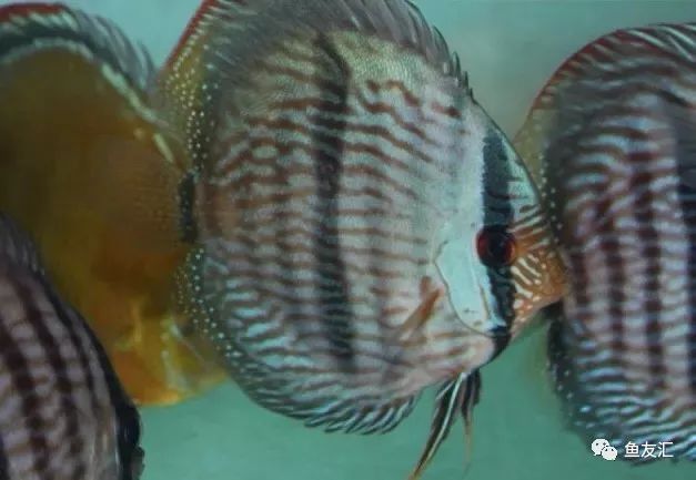 野菜分类,野彩和家彩的饲养区别