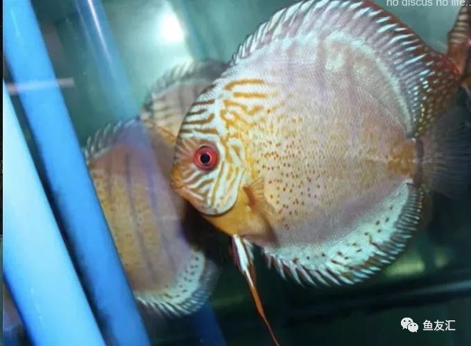 野菜分类,野彩和家彩的饲养区别