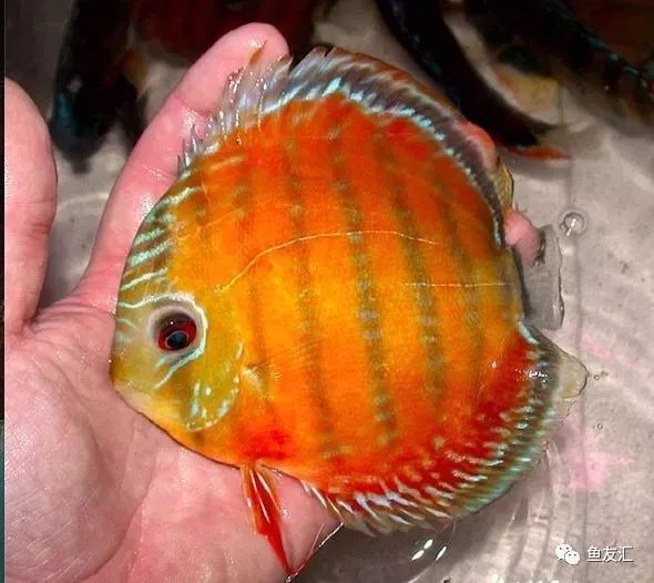 野菜分类,野彩和家彩的饲养区别