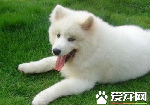 萨摩耶幼犬咳嗽正常吗,萨摩耶狗狗咳嗽咔咔声但精神很好