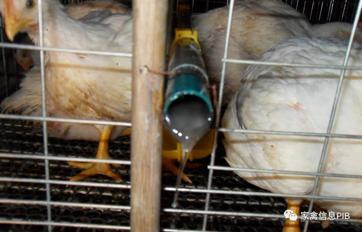 鸡舍的负压是怎样算的,鸡舍负压过大的表现