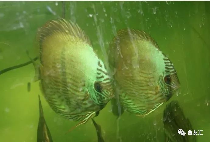 野菜分类,野彩和家彩的饲养区别