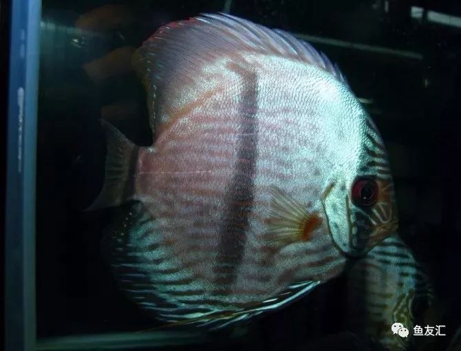 野菜分类,野彩和家彩的饲养区别