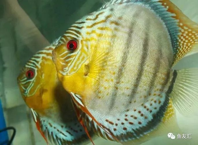 野菜分类,野彩和家彩的饲养区别