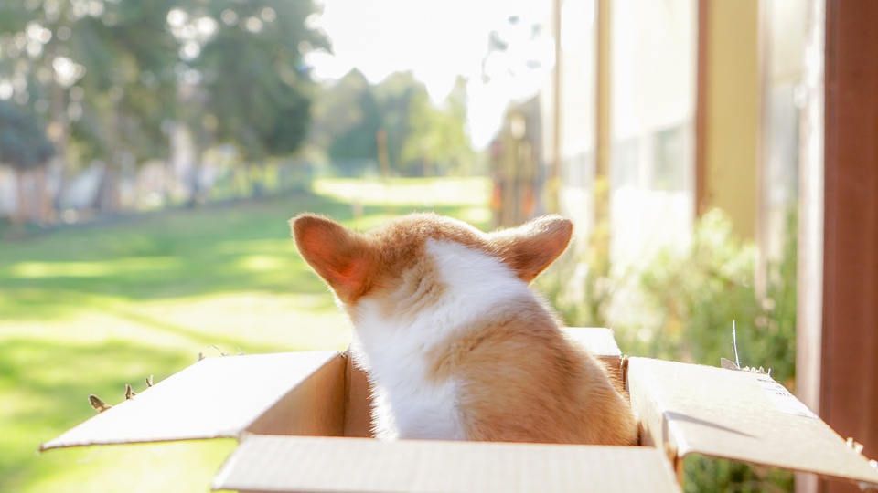 养小狗的日记,豆瓣日记养小狗清单