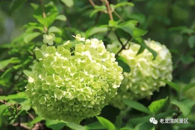 临朐风景好又凉快的地方,临朐有山有水避暑的地方