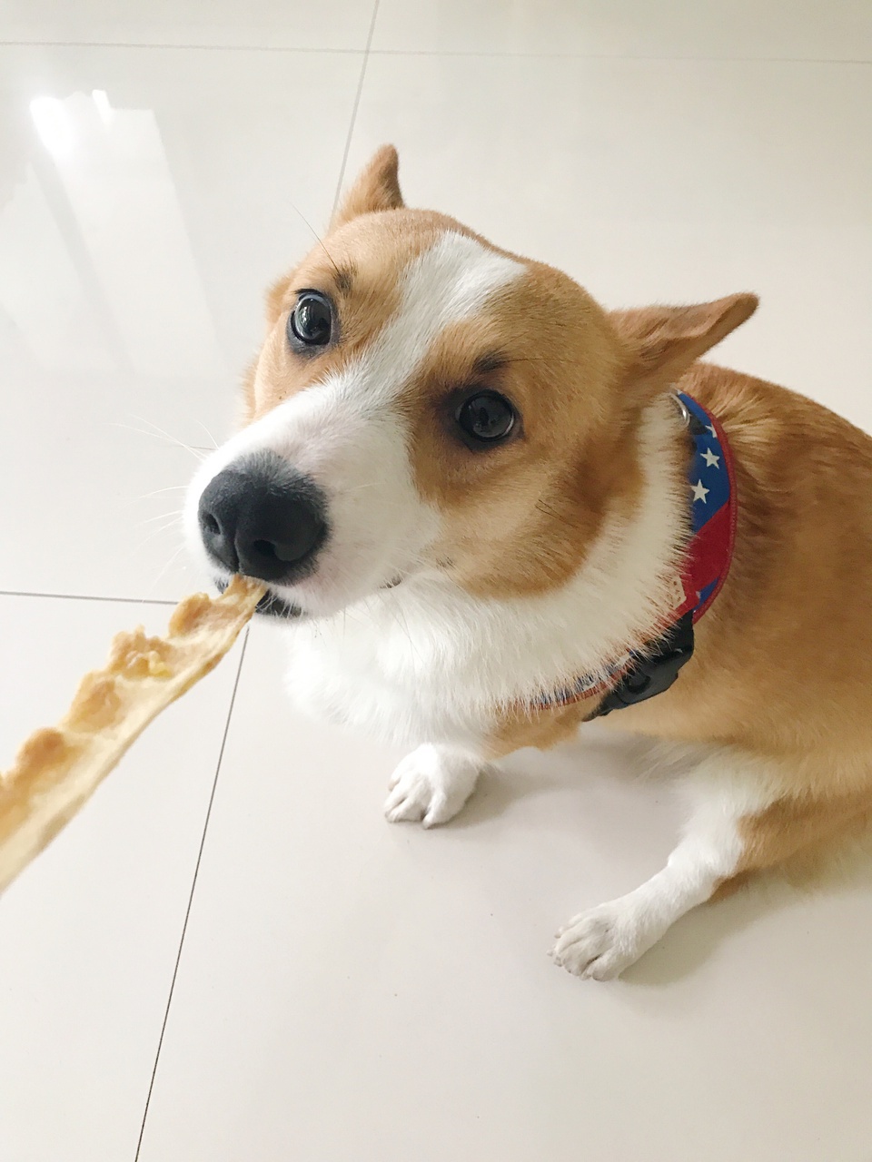 养小狗的日记,豆瓣日记养小狗清单