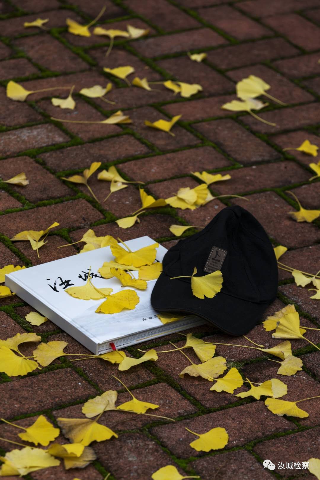 莫言蛙的第一部读后感,莫言蛙精彩段落读后感