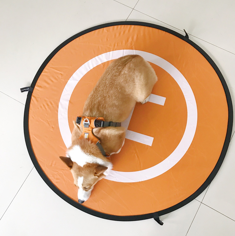 养小狗的日记,豆瓣日记养小狗清单