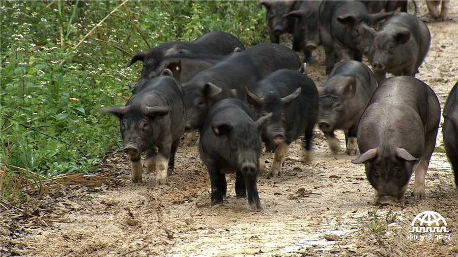 致富经:爱冲动小伙的财富逆袭