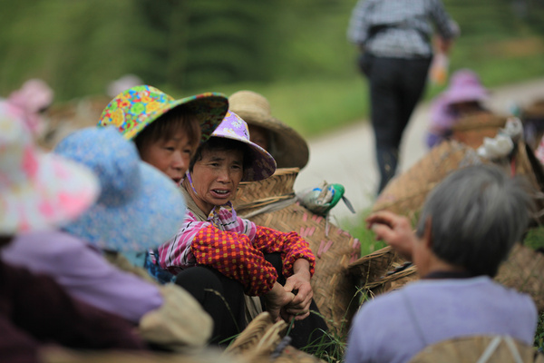 茶园风光,茶园风光欣赏