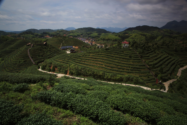 茶园风光,茶园风光欣赏