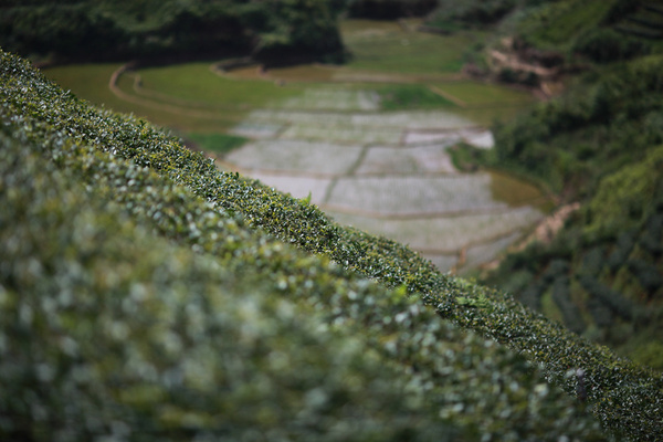 茶园风光,茶园风光欣赏