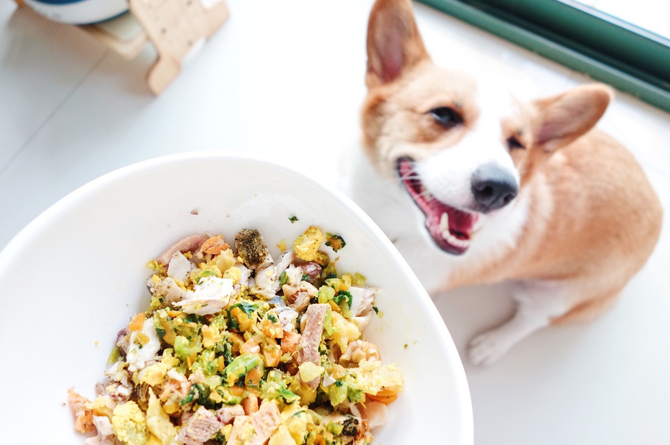 养小狗的日记,豆瓣日记养小狗清单