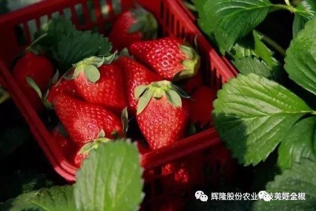 号外！全椒这里的草莓上市啦！观光采摘约起来吧~“莓”你不行！（附获奖名单）