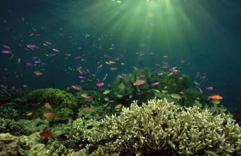 海洋护肤成分,护肤指南海洋成分