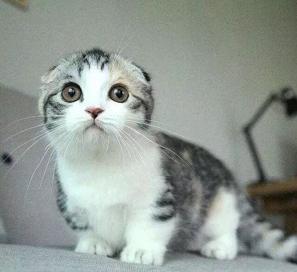 圣诞节心愿怎么写,圣诞节愿望清单素材