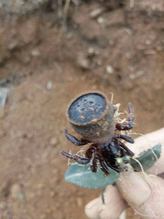 鍥涘窛鏉戞皯涓瘨,鍥涘窛鍐滄埛涓瘨