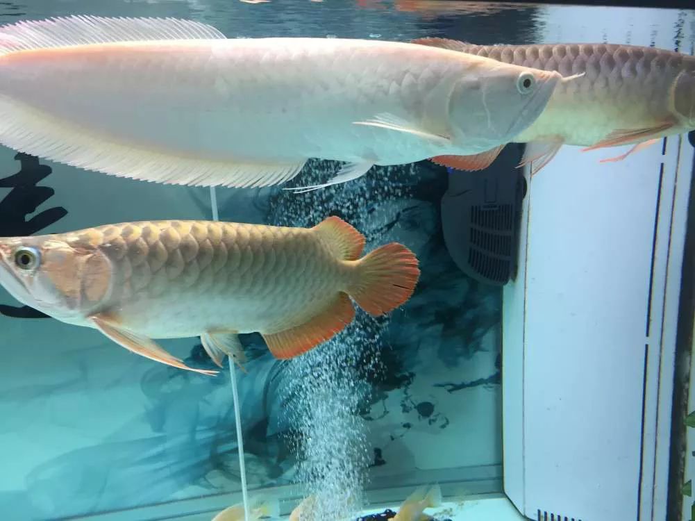 关于混养塘,最简单的混养方法