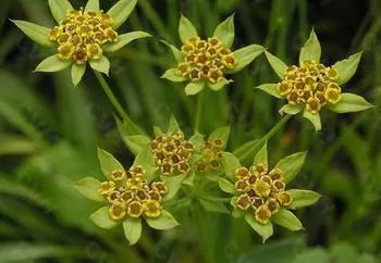 种植什么药材简单易操作好赚钱,农村药材种植什么最赚钱