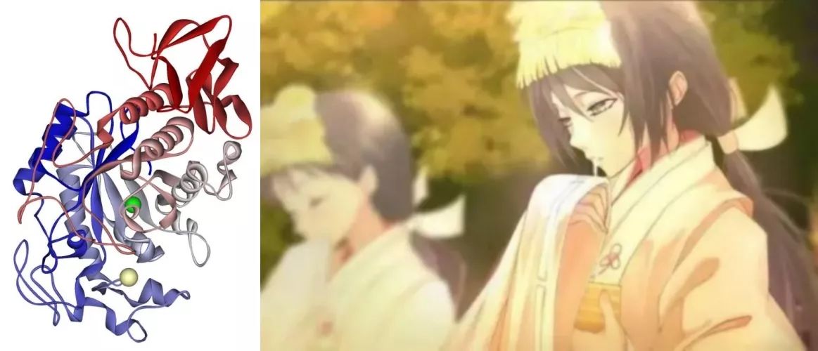 酵素加代餐粉好吗,酵素代餐的作用