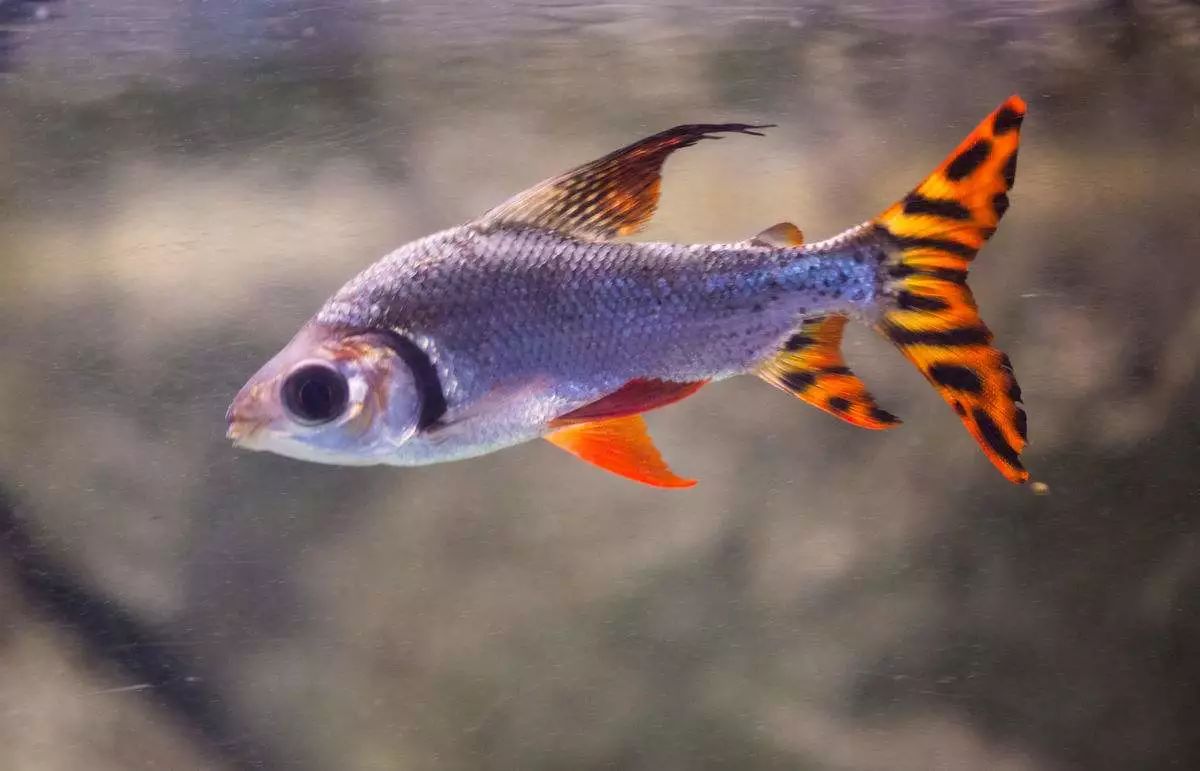 关于混养塘,最简单的混养方法