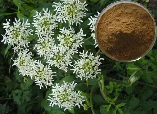 种植什么药材简单易操作好赚钱,农村药材种植什么最赚钱